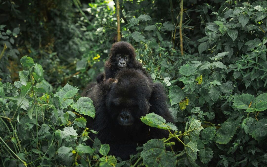 Rwanda